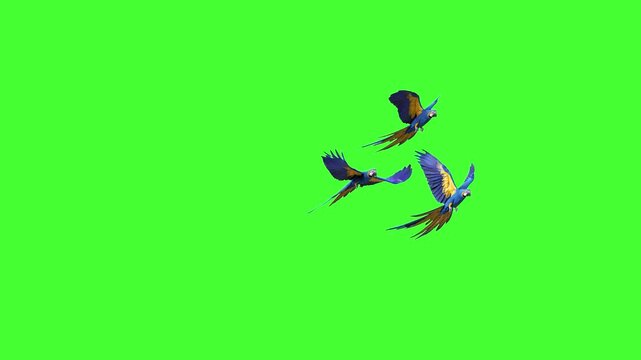 Three vibrant blue-and-yellow macaw parrots soar with spread wings across a solid green screen in detailed 3D animation. Ideal for chroma key tropical, jungle, or exotic bird overlays.