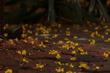 Yellow Leaves Spring