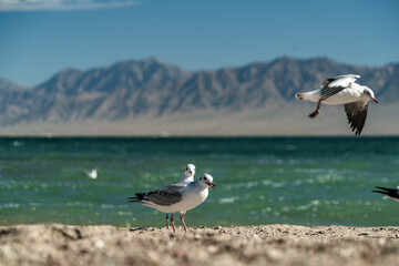 white seagulls rests on a shimmering lakeshore with snow-capped mountains in the background. The composition highlights the dynamic between the birds' collective behavior and the pristine, reflective