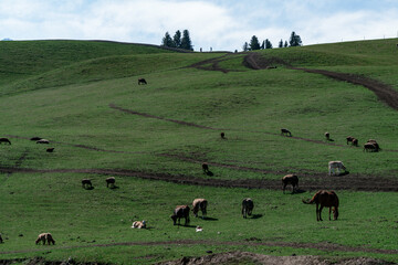 A serene landscape where cattle and sheep graze leisurely on a vast green grassland with gentle slopes, a winding dirt path, and distant trees under a clear blue sky dotted with white clouds, capturin