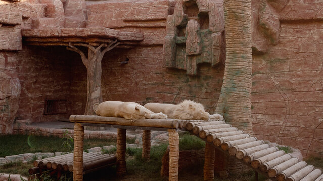 lions resting in zoo enclosure - Powered by Adobe