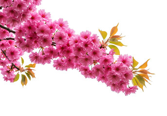 Naklejka premium Double cherry blossoms isolated on transparent background, pink flowers PNG for spring design