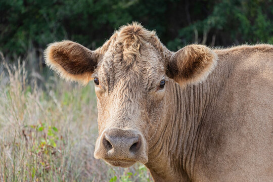 Close up of a light colored cow standing in a field 