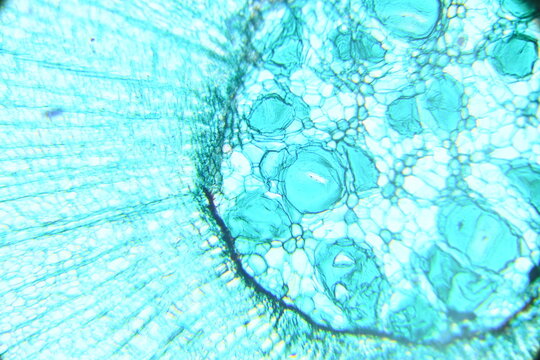 Zdjęcie mikroskopowe. Kom&oacute;rki roślinne. Łodyga drzewiastej rośliny dwuliściennej - przekr&oacute;j poprzeczny. Powiększenie 100x.