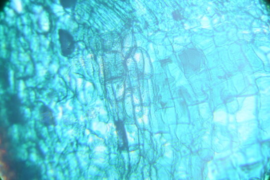 Zdjęcie mikroskopowe. Kom&oacute;rki roślinne. Łodyga drzewiastej rośliny dwuliściennej - przekr&oacute;j poprzeczny. Powiększenie 400x.