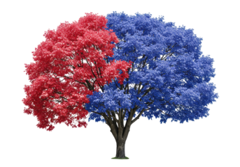 Tree with red and blue leaves isolated on transparent background, political division concept