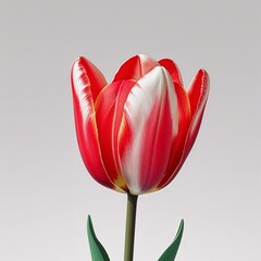 **A Vibrant Flame of Springtime Elegance**: A single, **crisply defined tulip** stands tall, showcasing its **dramatic red petals** perfectly streaked with **pure white variegation**, capturing the **