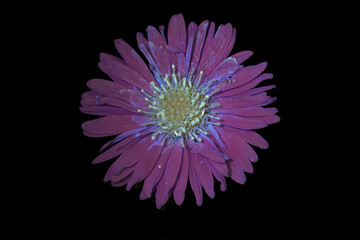 Neubelgien-Herbstaster (Symphyotrichum novi-belgii), Bl&uuml;te  mit  UV-Licht aufgenommen, Deutschland 