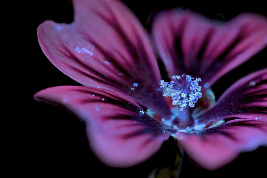 Marokkanische Wild-Malve (Malva sylvestris subsp. Subacaulis), Pollenbl&auml;tter mit UV-Licht aufgenommen, Deutschland