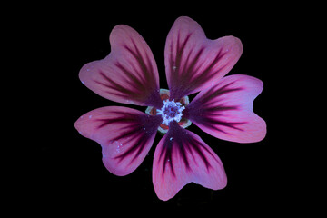 Marokkanische Wild-Malve (Malva sylvestris subsp. Subacaulis), Pollenbl&auml;tter mit UV-Licht aufgenommen, Deutschland