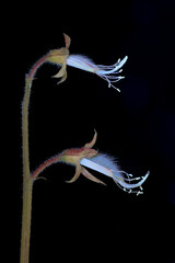 Duftende Platterbse (Lathyrus odoratus), Duftwicke, abgebl&uuml;hter Bl&uuml;tenstand mit UV-Licht aufgenommen, Deutschland