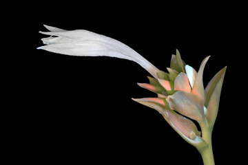 Funkie (Hosta plantaginea), Bl&uuml;te und Knospe mit Tageslicht und UV-Licht aufgenommen, Deutschland 