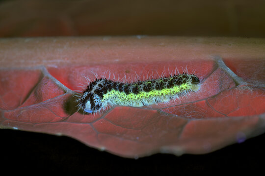 Gro&szlig;er Kohlwei&szlig;ling (Pieris brassicae)Raupe; Palmkohl (Brassica oleracea var. palmifolia DC.), Blatt, mit UV-Lcht aufgenommen, Deutschland