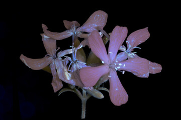 Gew&ouml;hnliches Seifenkraut (Saponaria officinalis), Bl&uuml;te mit UV-Lcht aufgenommen, Deutschland