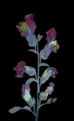 Gro&szlig;es L&ouml;wenmaul (Antirrhinum majus) Garten-L&ouml;wenmaul, Bl&uuml;te mit UV-Licht aufgenommen, Deutschland