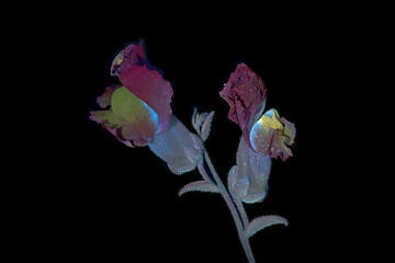 Gro&szlig;es L&ouml;wenmaul (Antirrhinum majus) Garten-L&ouml;wenmaul, Bl&uuml;te mit UV-Licht aufgenommen, Deutschland