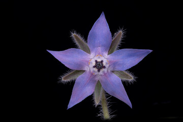 Borretsch (Borago officinalis), Bl&uuml;te, Deutschland