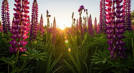 Sunlit lupine field at sunset with vibrant purple and pink flowers