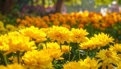 Vibrant Yellow Chrysanthemums in Full Bloom, Sun-Kissed Garden Scene.