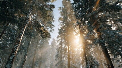 landscape snowy forest, tall pine and fir trees covered with snow, sun rays shining through branches, misty winter atmosphere, 