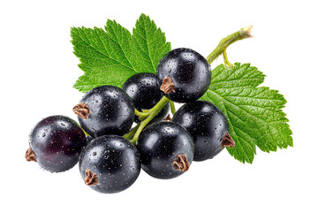 Close-up of black currants on stem with leaves