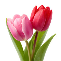 Naklejka premium Vibrant Pink and Red Tulips in Isolation on White Background