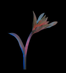 Funkie (Hosta plantaginea), Knospe  mit UV-Licht aufgenommen, Deutschland 