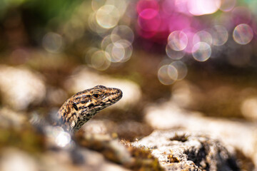 portrait d'un joli l&eacute;zard des murailles 