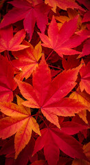 Fototapeta premium Close-up of red and orange maple leaves, showcasing autumnal colors and texture, symbolizing nature's beauty and seasonal change, ideal for fall-themed designs