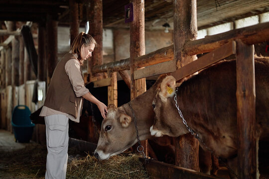 Caucasian young adult woman feeding and petting brown cows inside barn, standing near wooden stalls, showing interaction with livestock in agricultural setting, animals eating hay