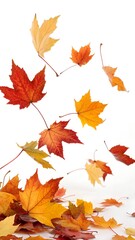 Fototapeta premium Autumn leaves float in air against white background. Colorful fallen leaves drift gently in fall