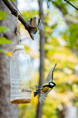 Experience the enchanting beauty of a charming woodland scene where delightful birds gather at a feeder, showcasing natures brilliant delights and the intricate balance of life in the great outdoors
