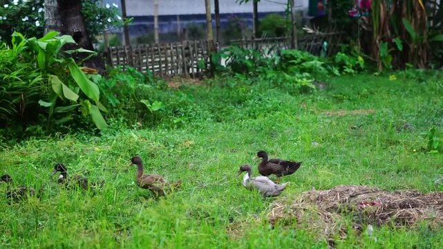 Beautiful 4K footage of multiple ducklings running and playing in a green field, showcasing cute baby ducks in nature. Perfect for wildlife, countryside, and animal behavior projects.