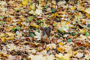 A playful squirrel is foraging for food amidst the vibrant and colorful autumn leaves in a beautiful woodland setting that showcases the richness of nature and its dynamic ecosystem