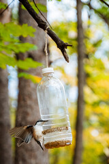 A beautiful bird feeder can be seen hanging gracefully from a tree branch, set against the stunning backdrop of a forest environment, where nature thrives in its colorful autumn splendor