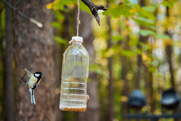 Experience a charming bird feeding scene with a bottle feeder in a tranquil forest, showcasing natures beauty, especially in autumn. Enjoy the peaceful atmosphere and vibrant wildlife