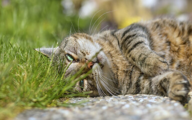 Tabby cat lying on grass with a funny face 