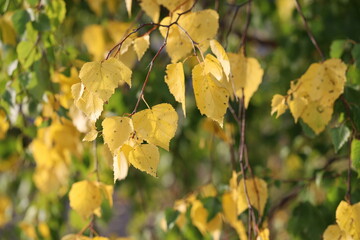 zółte liście brzozy © NitroB