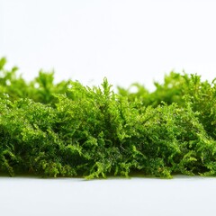 Close-up of fresh green moss, soft texture,  delicate foliage, against a white background