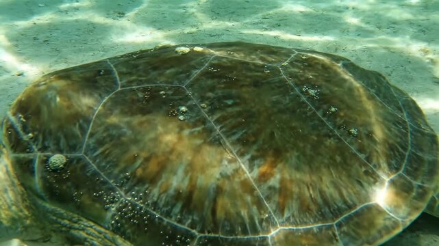 Underwater Sea Turtle Shell Close Up - A detailed close-up shot of a sea turtle's shell underwater. Sunlight reflects on the textured surface, highlighting its intricate pattern and color variations.