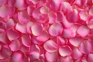 Obraz premium Soft pink rose petals fill the floor creating a romantic atmosphere in gentle natural light during a serene afternoon