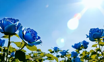 flora rose background pink beauty blossom blue beautiful spring garden blooming colours bloom green plants nature frame natural day flower 4k edge plant roses summer sunlight floral video white sky