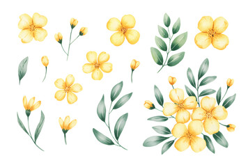 Obraz premium Yellow wildflower blossoms with green leaves isolated on white. 