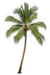 The tropical tree has vibrant green fronds and a textured brown trunk. This image is perfect for designs related to summer beaches and vacation.