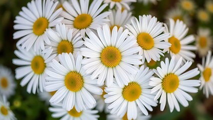 Cluster of fresh daisies with white petals and yellow centers in soft directional light.
