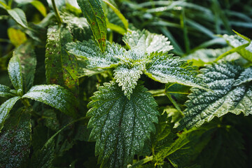 Lush Green Leaves with Dew Drops A CloseUp of Natures Extraordinary Beauty and Detail, Showcasing the Vibrant and Calming Aspects of the Flora and Foliage in a Peaceful Outdoor Garden