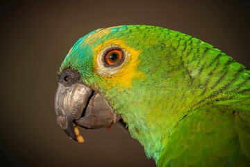 Turquoise-fronted Parrot

