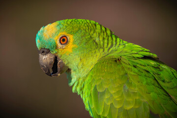 Turquoise-fronted Parrot
