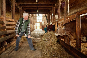 Senior Caucasian man feeding hay to brown cow inside wooden barn, standing on wooden floor and...