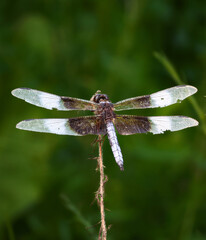A Widow Skimmer Dragonfly rests atop a stem emerging from the pool of water just below, shimmering in the light.